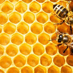 Včelí produkty Diet Esthetic - včelí krém 50 ml