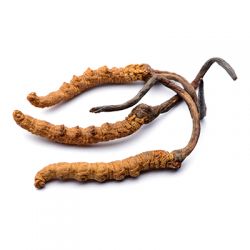 Housenice čínská - Cordyceps